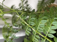 室内で育てているジャカランダの枝に白いものがついています 触ると硬いのですがこ Yahoo 知恵袋