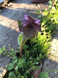 道によく生えているこの草 花 の名前は何ですか シソ科のヒメオ Yahoo 知恵袋