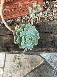 写真の多肉植物の種類を教えてください グラプトベリア属の白牡丹に似ています Yahoo 知恵袋