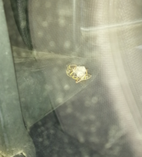 蜂の巣について【至急】車のサイドミラーの所に蜂が巣を作りかけていました。これはどうすればいいですか？運転手席側なので怖いです。 