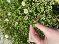 これは四つ葉のクローバーとは違いますか 白い線もないし葉の形はハート Yahoo 知恵袋