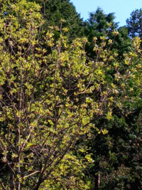 これは コシアブラ Yahoo 知恵袋