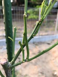 ミカンの花はいつ咲くのですか 花芽はいつつくのですか 若葉が出始めているのです Yahoo 知恵袋