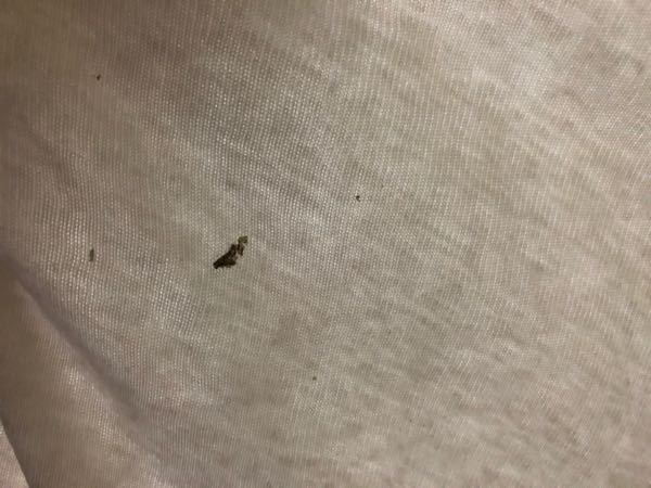 洗濯機ゴミ 写真のようなカスがつくんですが ホコリ系ですかね Yahoo 知恵袋