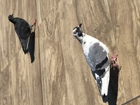 この白い鳩は 周りにいる普通のカワラバトと同じ種類ですか 犬のシルバ Yahoo 知恵袋