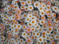 ホテイアオイの花を咲かせたいです 去年 テイアオイを栽 Yahoo 知恵袋