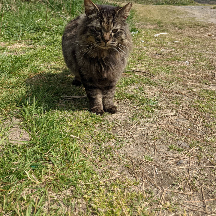 猫スポットにいた可愛い野良猫ちゃんです。 - 去勢済みらしく耳カット 