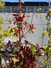この植物の名前がわかる方がいたら教えてください。 学校に植えてある植物です。白く小さな花が集まって咲いています（4月）。緑の葉と赤っぽい色をした葉が混在しています。よろしくお願いします。