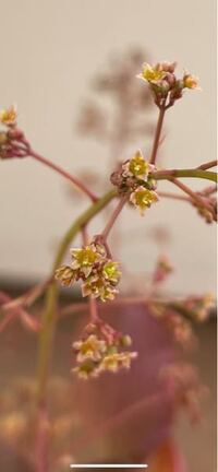 スモークツリーの夏枯れ昨年小さな苗を植え 今年恐らく2年生 のス Yahoo 知恵袋