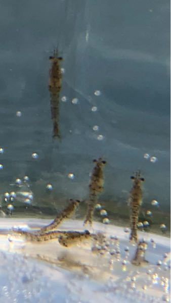 白点病について 飼育しているガージナルテトラ一匹に白点病らし Yahoo 知恵袋