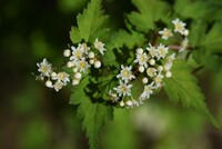 この白い小花が咲いている植物の名前を教えてください よろしくお願いいたします Yahoo 知恵袋