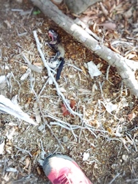 この動物は何でしょうか 熊本県の山を登山中に見つけました 手首から体までが波打 Yahoo 知恵袋