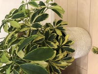 カポックの葉がどんどん減ってきてます 新築祝いに頂いたカポック Yahoo 知恵袋