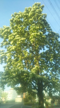 今 街路樹で白い花が咲いてる この木の名前はなんですか ヒトツ Yahoo 知恵袋