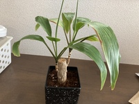 このドラセナの種類を教えて下さい100円ショップで購入しました Yahoo 知恵袋