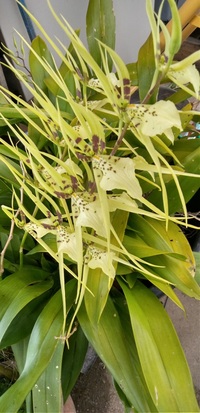 蘭の種類だと思うのですが名前を教えてください おそらくはオンシジュームの Yahoo 知恵袋