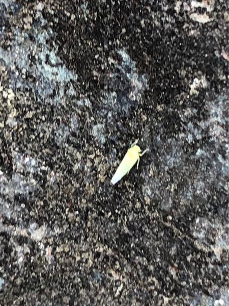 梅の木にいる小さい 全長2ミリ 飛ぶ虫は何という虫ですか この Yahoo 知恵袋