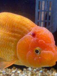 金魚に赤黒いアザのようなものができてしまいました それに加えて 顔に数個 尻尾 Yahoo 知恵袋