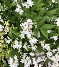 この植物の名前は分かりますか 植木に蝶のような白い花が咲いてます ヒメウ Yahoo 知恵袋