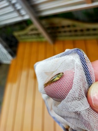 神奈川県横浜市の住宅街にある公園の池で網でザリガニ採取をしていたら2 Yahoo 知恵袋