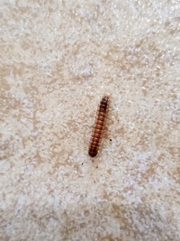 この幼虫 なんでしょうか 体長1cmくらいで最近現れ始めました 害虫なら駆除も Yahoo 知恵袋