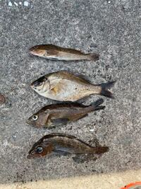 上から2番目の魚は何という魚ですか 食べられる魚ですか 久々の海釣りはガ Yahoo 知恵袋