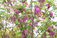 お三方からこの花の名前のご回答をいただきましたが ご意見が分かれましたので再度 Yahoo 知恵袋