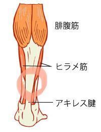 アキレス腱より上 ふくらはぎより下の部分の違和感 8日前に ジムでかなり Yahoo 知恵袋