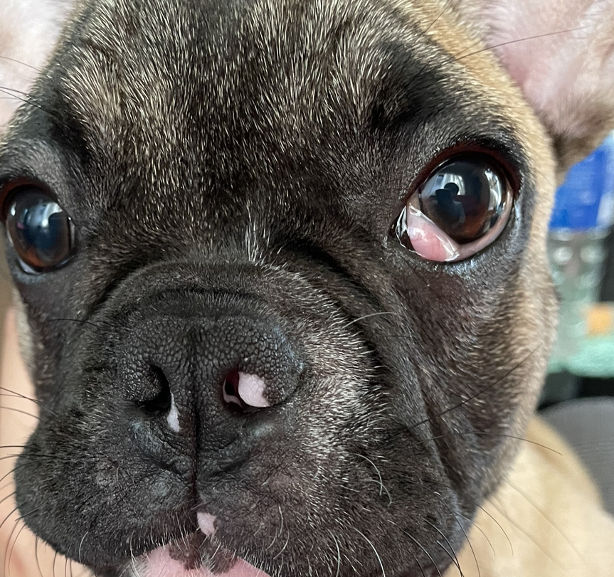 犬の目がおかしいです これはなんなのでしょうか 病院には行く予定です Yahoo 知恵袋