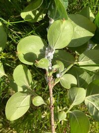 木の葉の裏に無数の白いふわふわした虫が 庭の木の葉に2 Yahoo 知恵袋