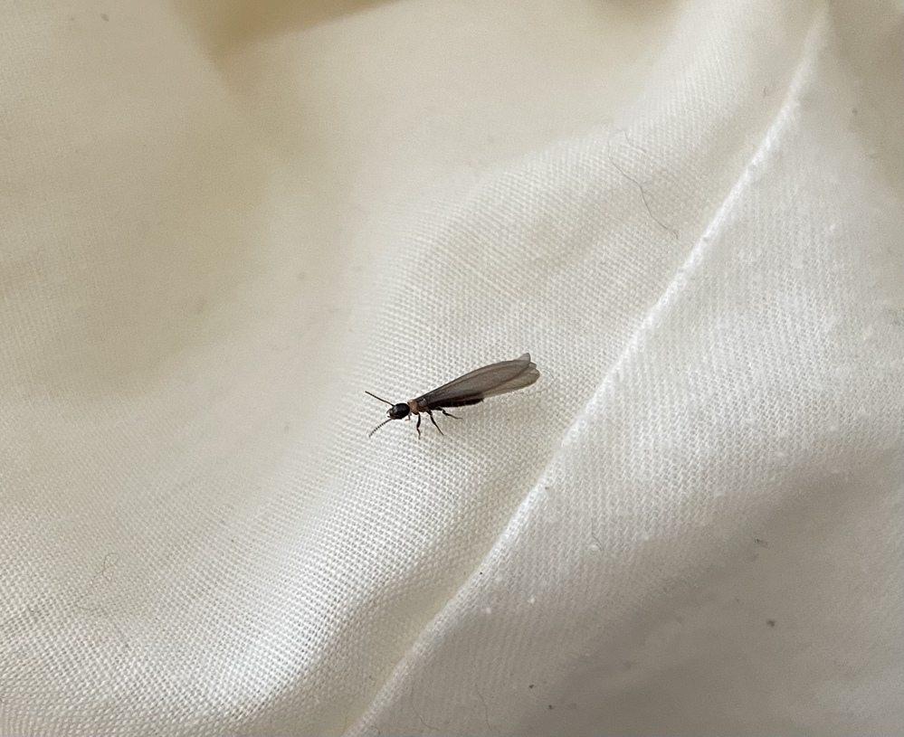 害虫 ねずみ すべての質問 Yahoo 知恵袋