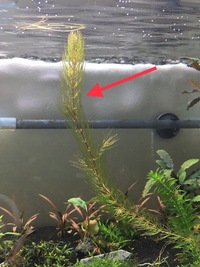 これは何という水草ですか マツモです Yahoo 知恵袋