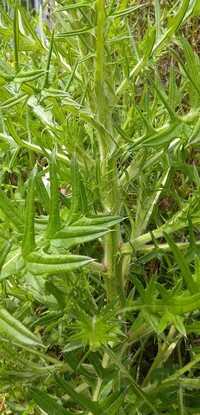 すみません 植物に詳しい方 お教えください 川辺りの雑草を狩っていて 草の棘で Yahoo 知恵袋