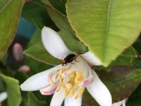 レモンの樹の花に虫がいました 何の虫ですか 害虫であれば駆除しようと Yahoo 知恵袋