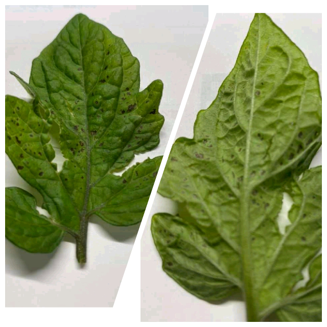 ミニトマトの葉に黒い斑点が出てきました 病気でしょうか 朝晩が少し肌寒く Yahoo 知恵袋