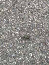 通学路にこんな毛虫がうじゃうじゃといるんですけど、なんの毛虫かわかる方、ご回答お願いします。 