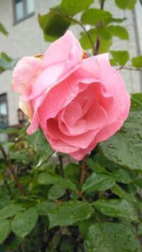 園芸花の名前を教えてください バラです Yahoo 知恵袋