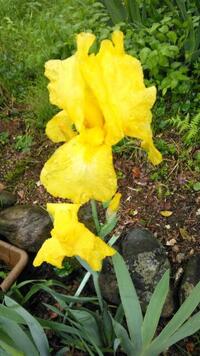 園芸花の名前を教えてください ジャーマンアイリス Yahoo 知恵袋