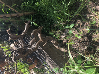 昨日まで元気だったローズマリーですが祖父に葉を根こそぎ切り取られてし Yahoo 知恵袋