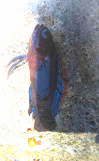 初めて見る魚を釣りました この熱帯魚 ベラっぽい 魚の名前を教えてくださ Yahoo 知恵袋