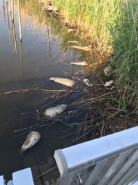 魚に詳しい人教えてください 最近 川に50cm以上はある魚がた Yahoo 知恵袋