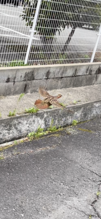 野鳥について 大分県の市街地で発見した鳥ですが何という鳥でしょうか Yahoo 知恵袋