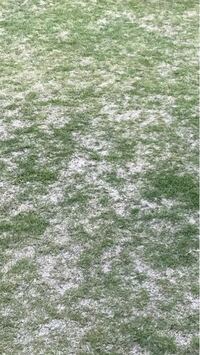庭の芝生がなかなか育ちません 芝を敷いて2年目になります 今年はエアレー Yahoo 知恵袋