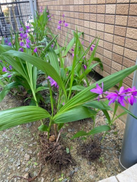 花芽分化 花芽形成 花成 それぞれ違いを教えてください Yahoo 知恵袋