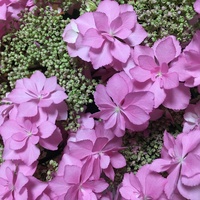 この花の名前をどなたか教えてください 鉢植えギフトのお花の中にありま Yahoo 知恵袋