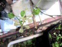 この植物の名前を教えてください ４枚の花弁白い花茶色の葉脈春に咲く ルッコ Yahoo 知恵袋