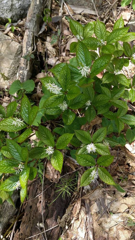立山を散策していた時に見つけた植物ですが 名前分かる方いませんか ヒトリ Yahoo 知恵袋