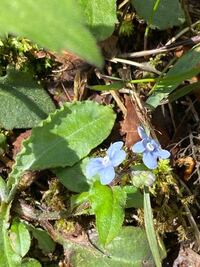 こちらの花の名前を教えてください 滋賀と京都の日本海側の境目に Yahoo 知恵袋
