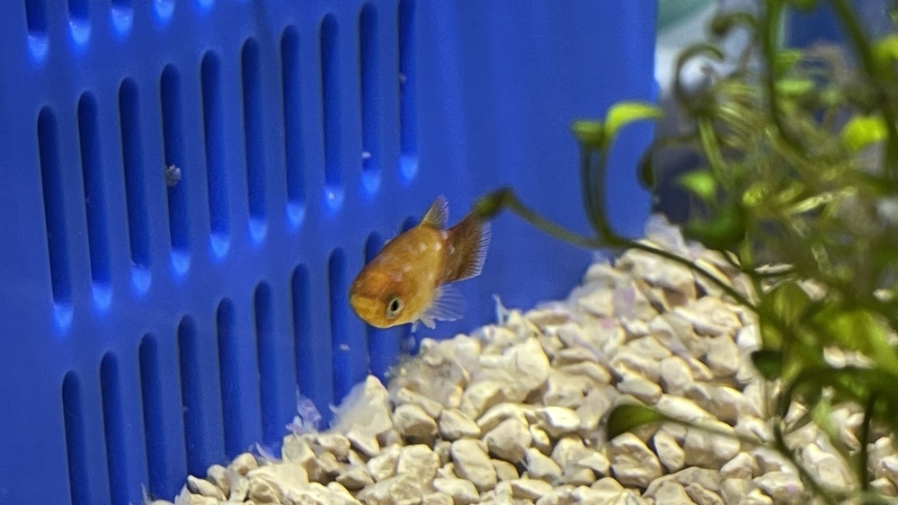 熱帯魚への餌やりの頻度と量を教えて頂きたいです 60cm水槽にエーハイ Yahoo 知恵袋