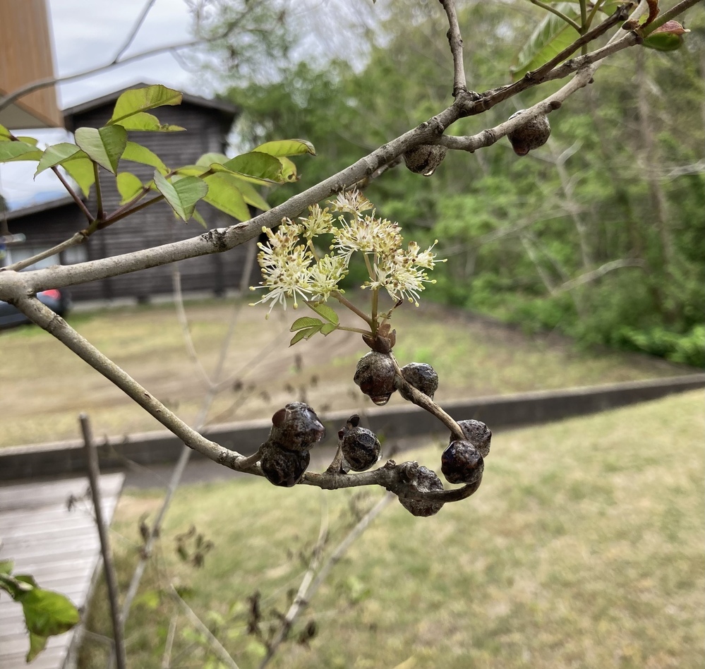 アオダモについて 画像の通りアオダモになにか虫の卵のようなものがたくさんついて Yahoo 知恵袋